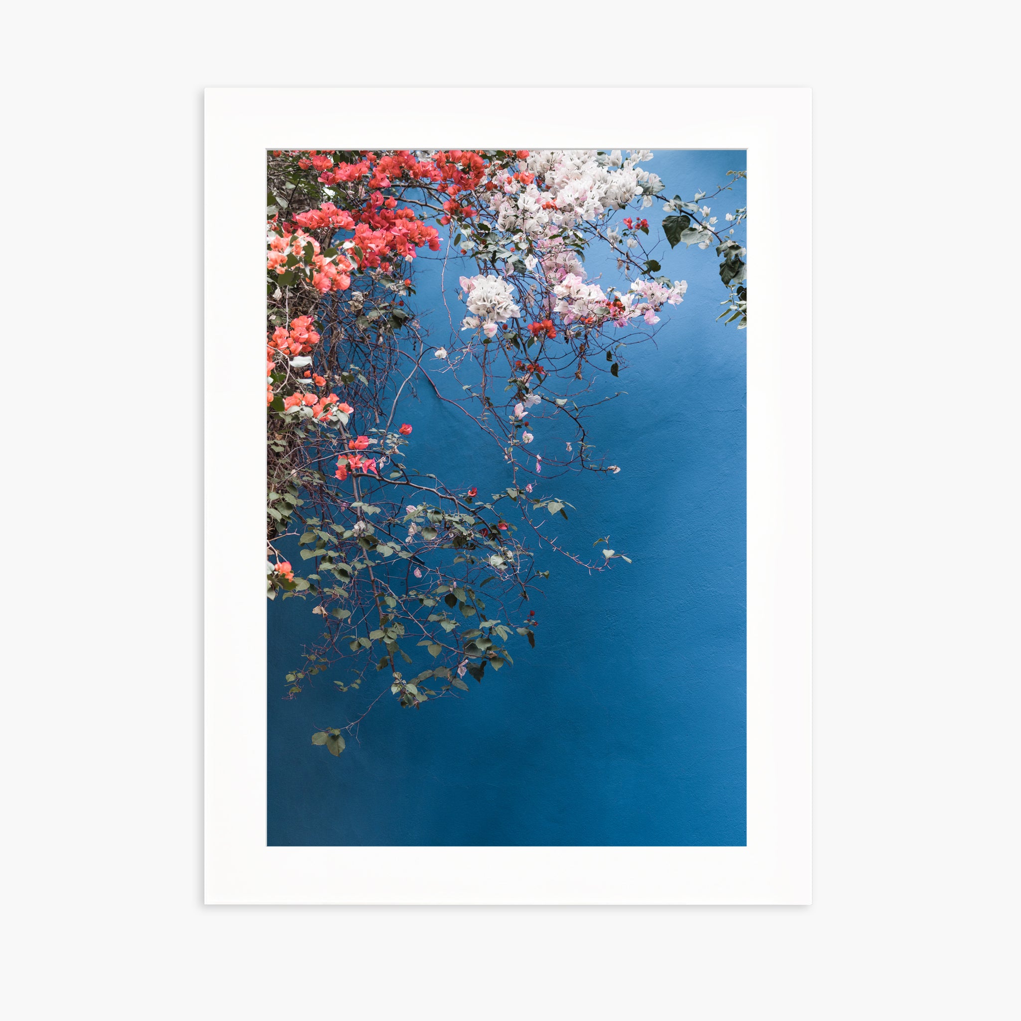 Bougainvillea n.2