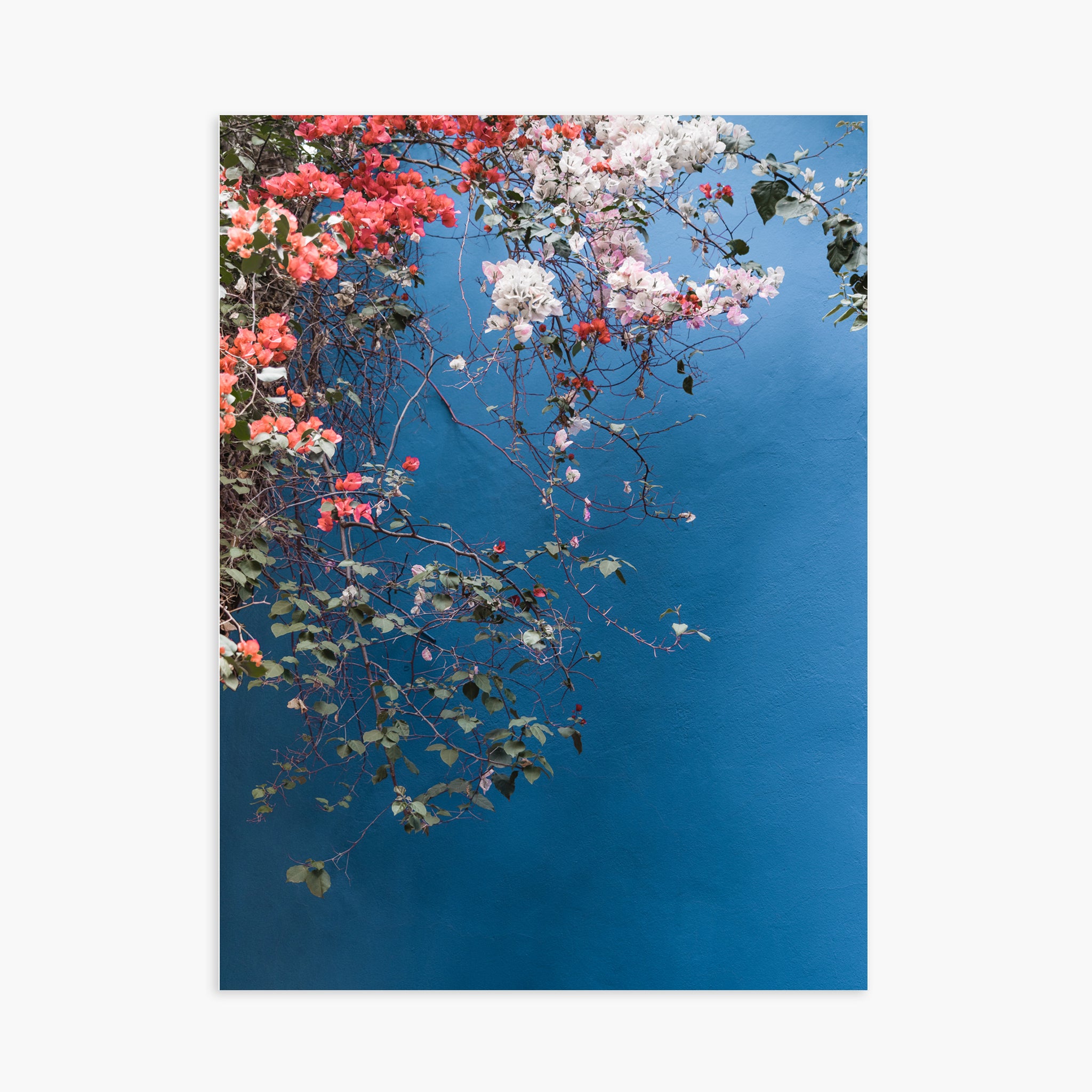 Bougainvillea n.2