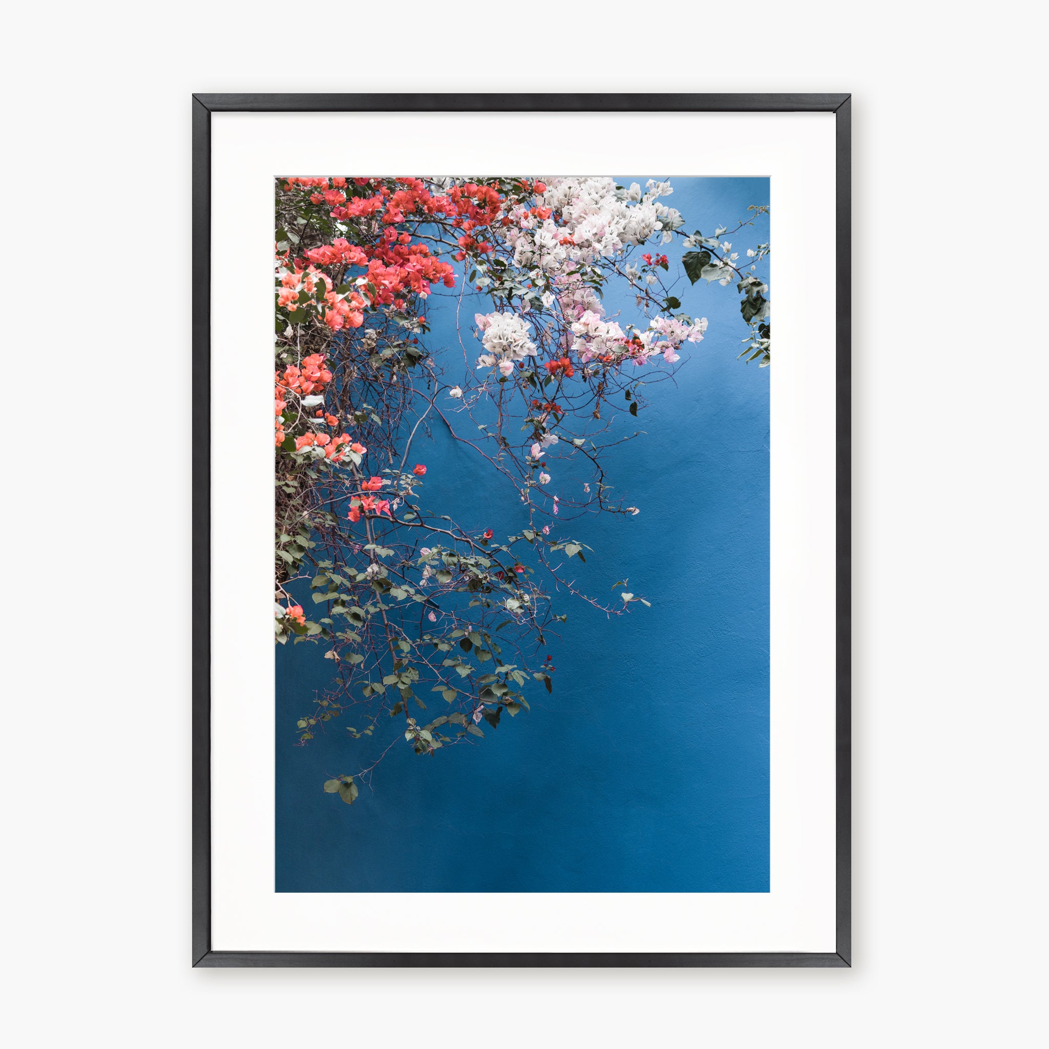 Bougainvillea n.2