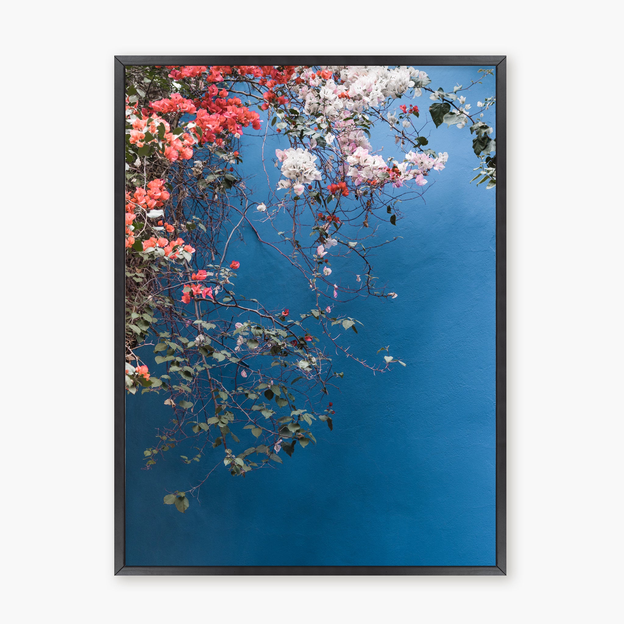Bougainvillea n.2
