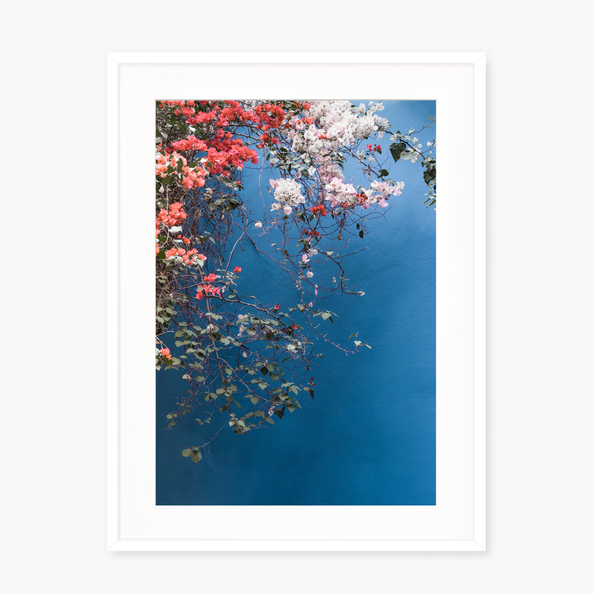 Bougainvillea n.2