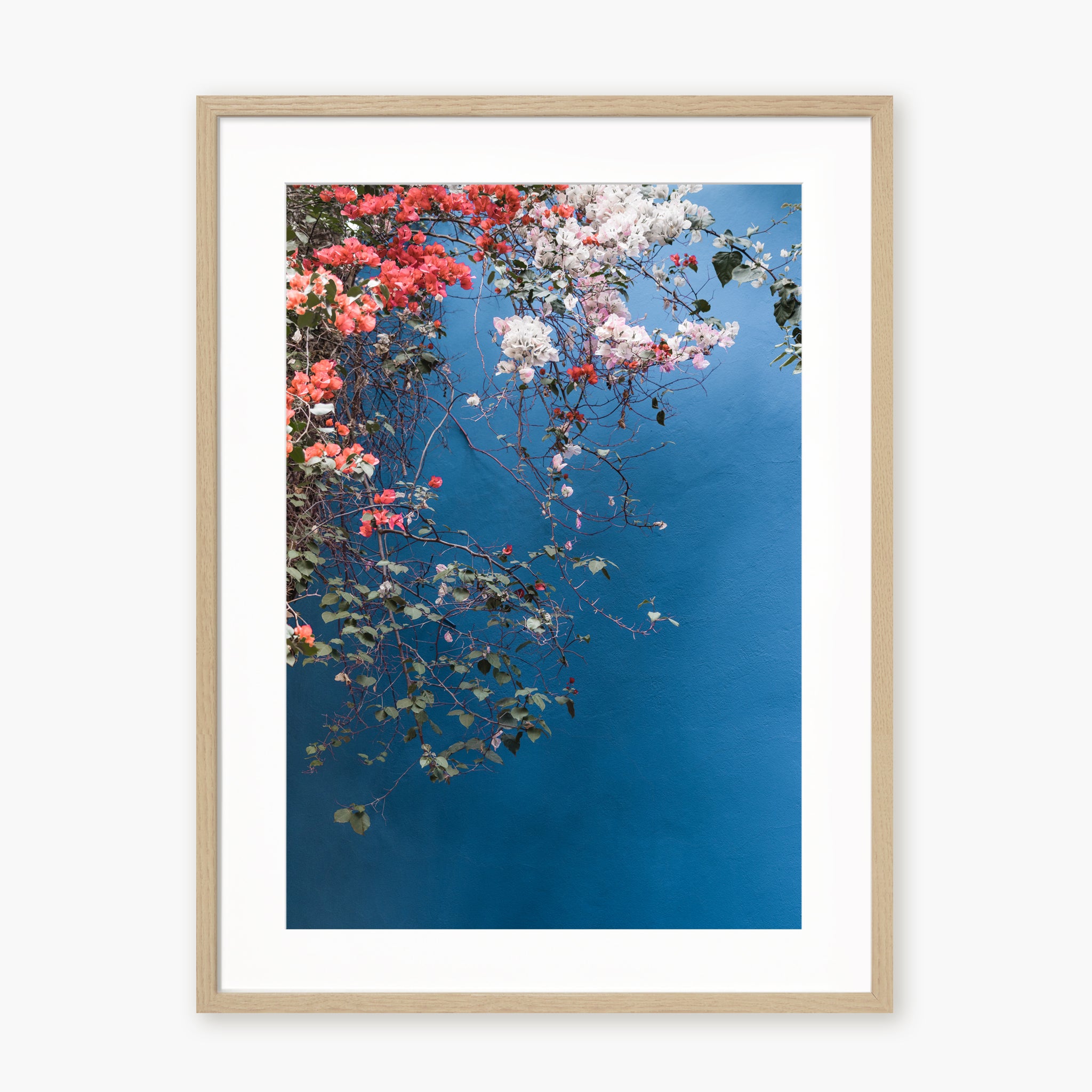 Bougainvillea n.2