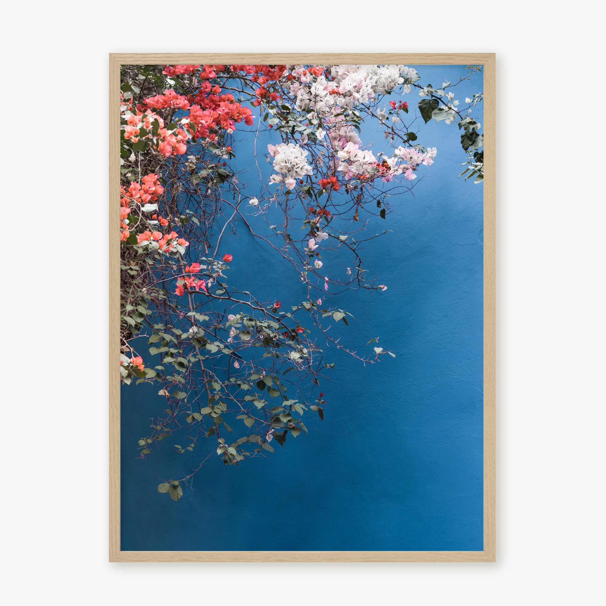 Bougainvillea n.2