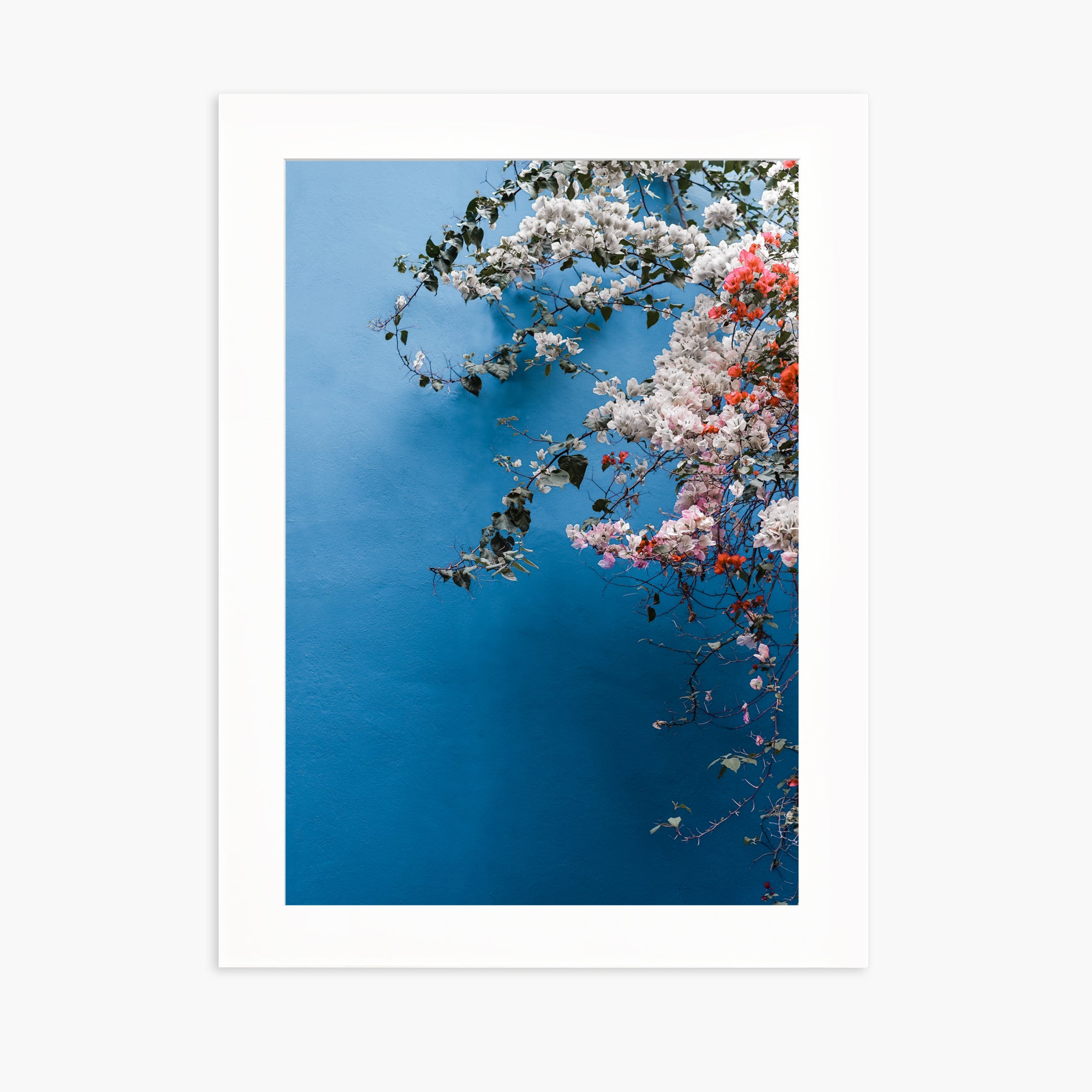 Bougainvillea n.1