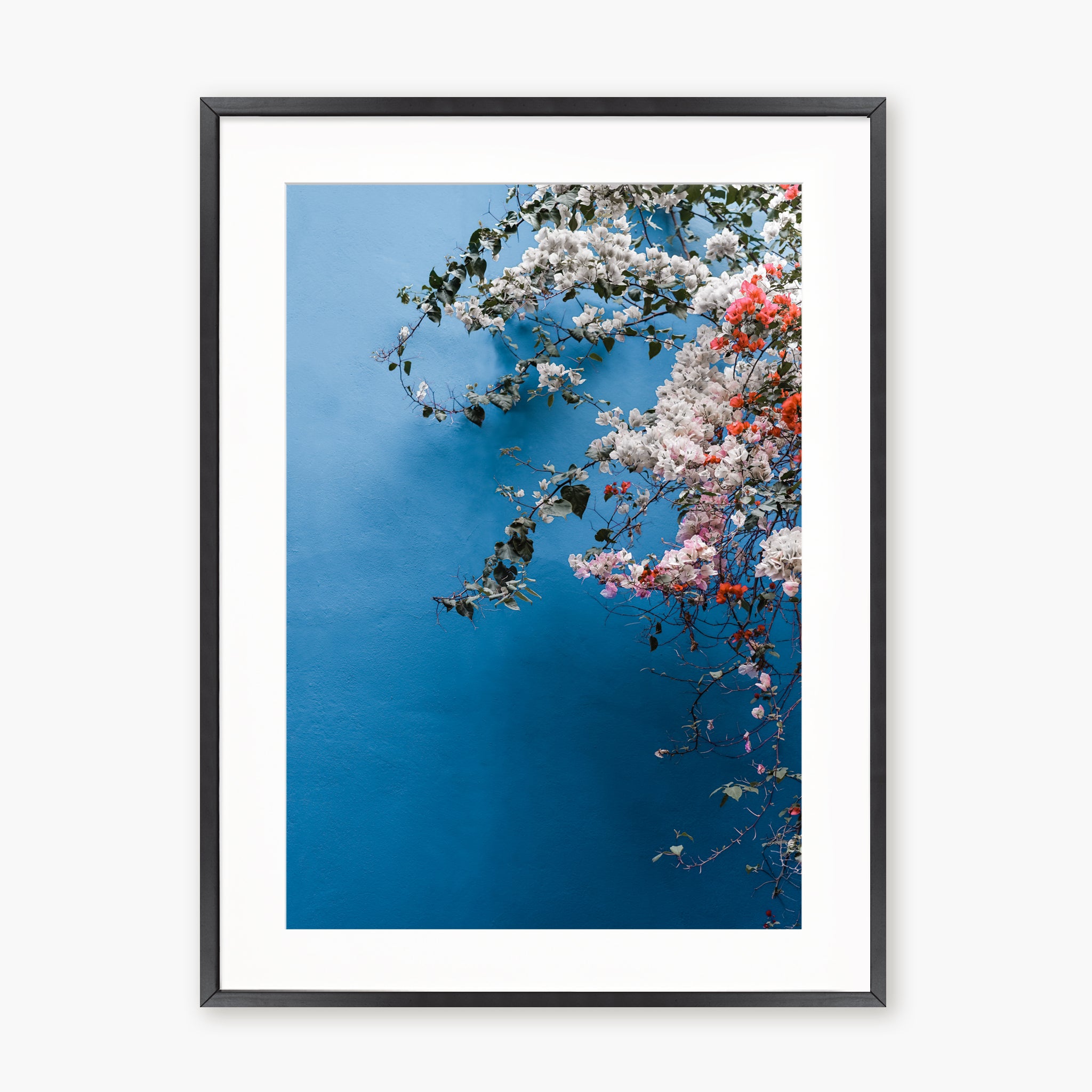Bougainvillea n.1