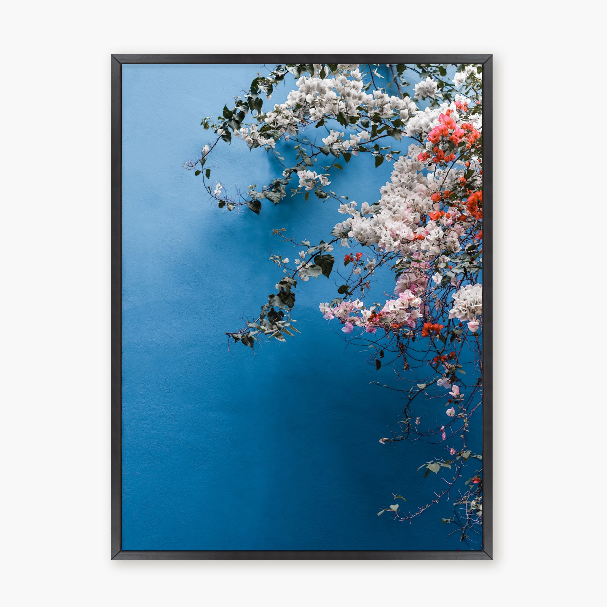 Bougainvillea n.1
