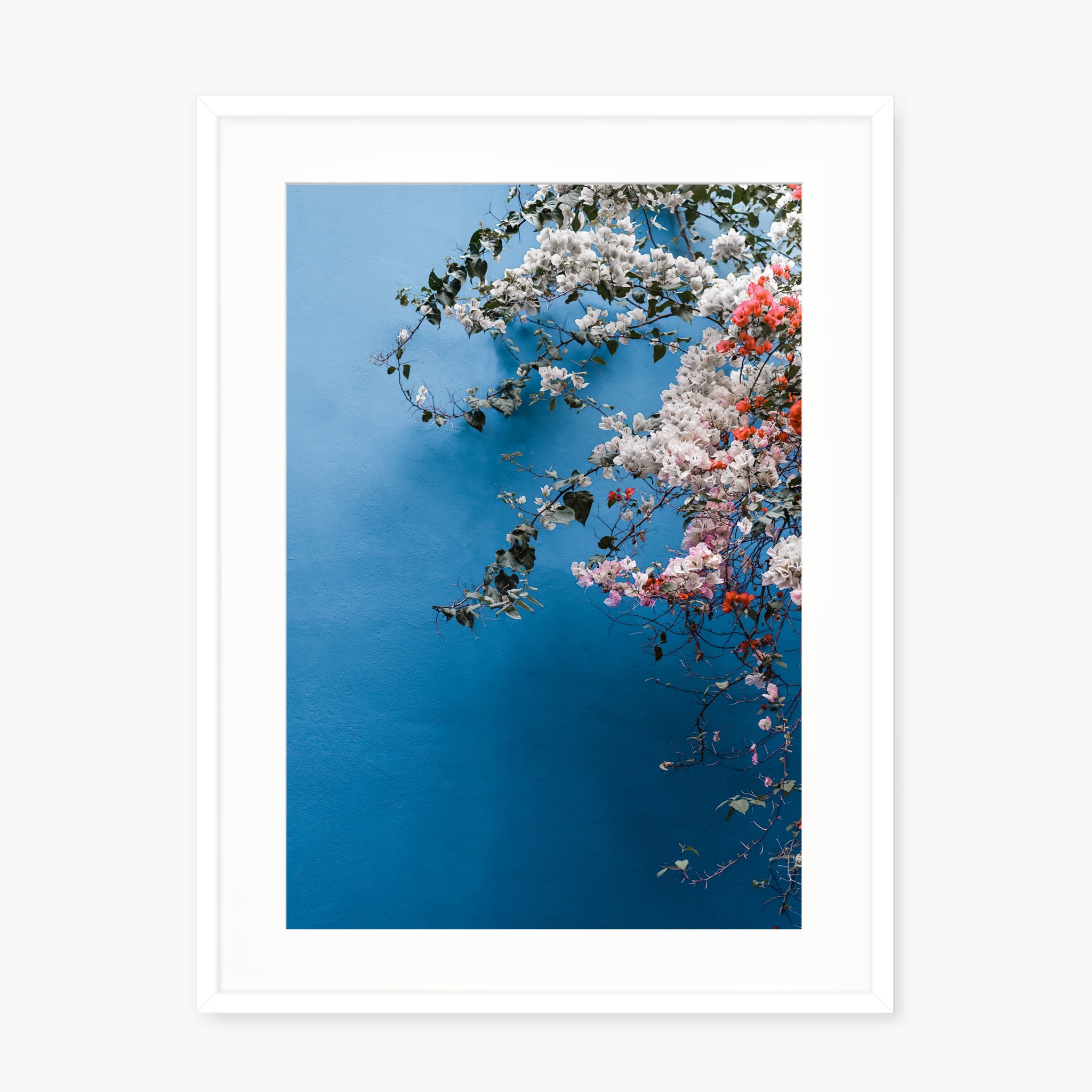 Bougainvillea n.1