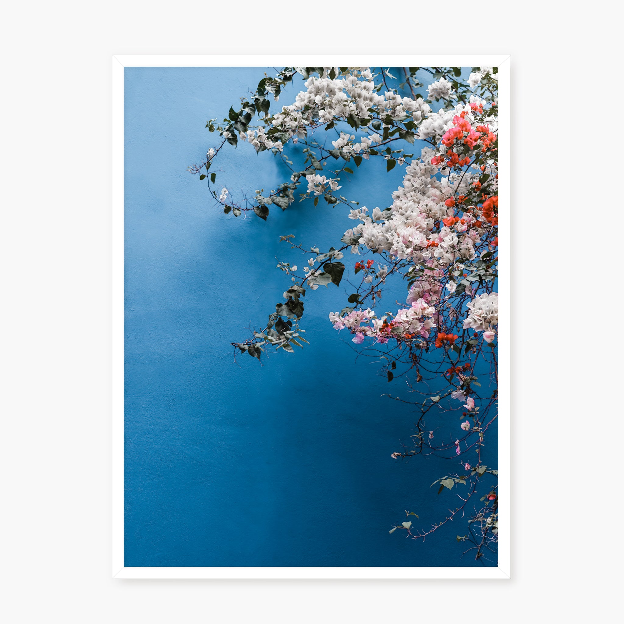 Bougainvillea n.1