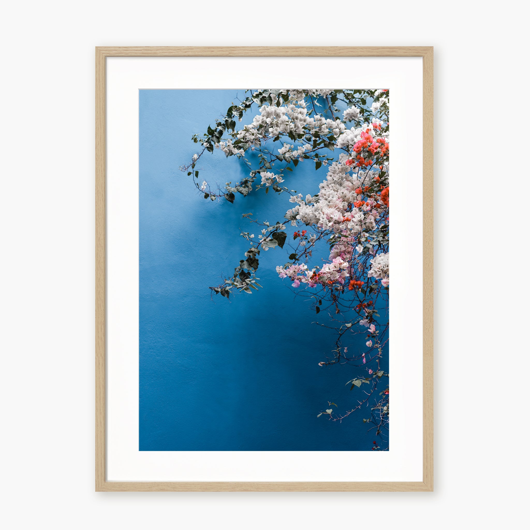 Bougainvillea n.1