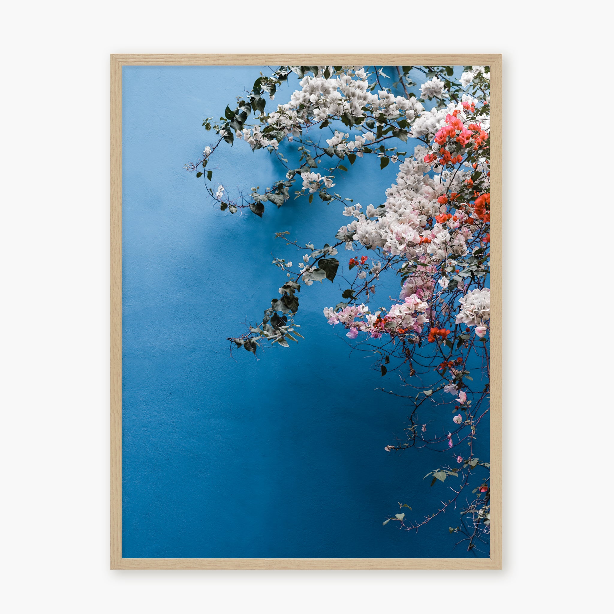 Bougainvillea n.1