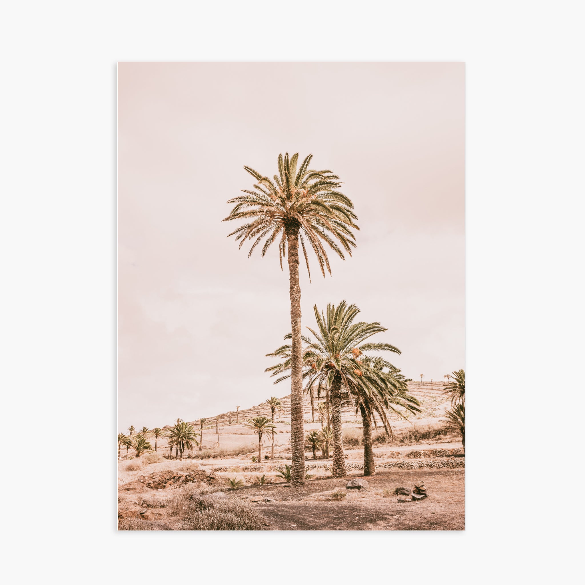 Pink Oasis