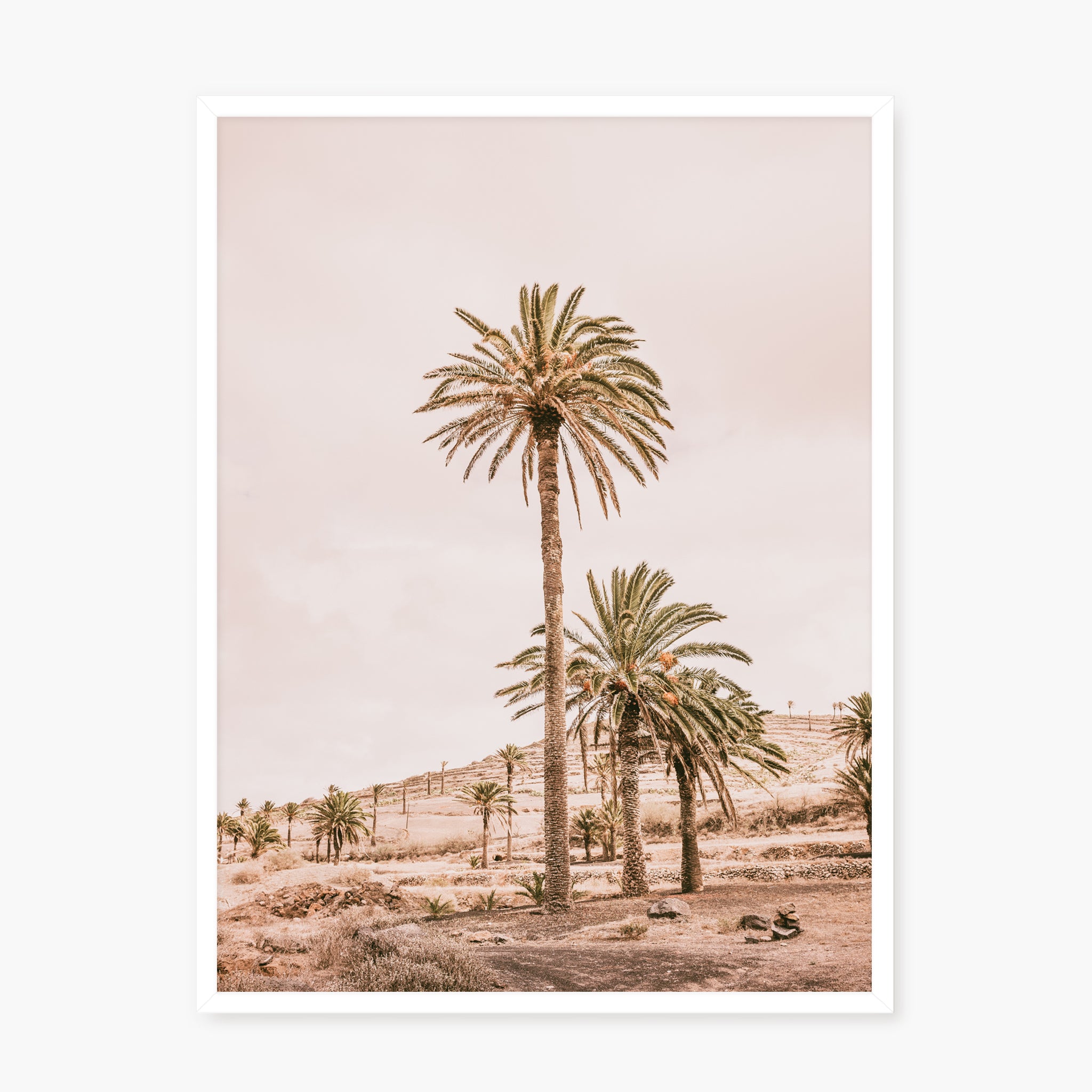 Pink Oasis
