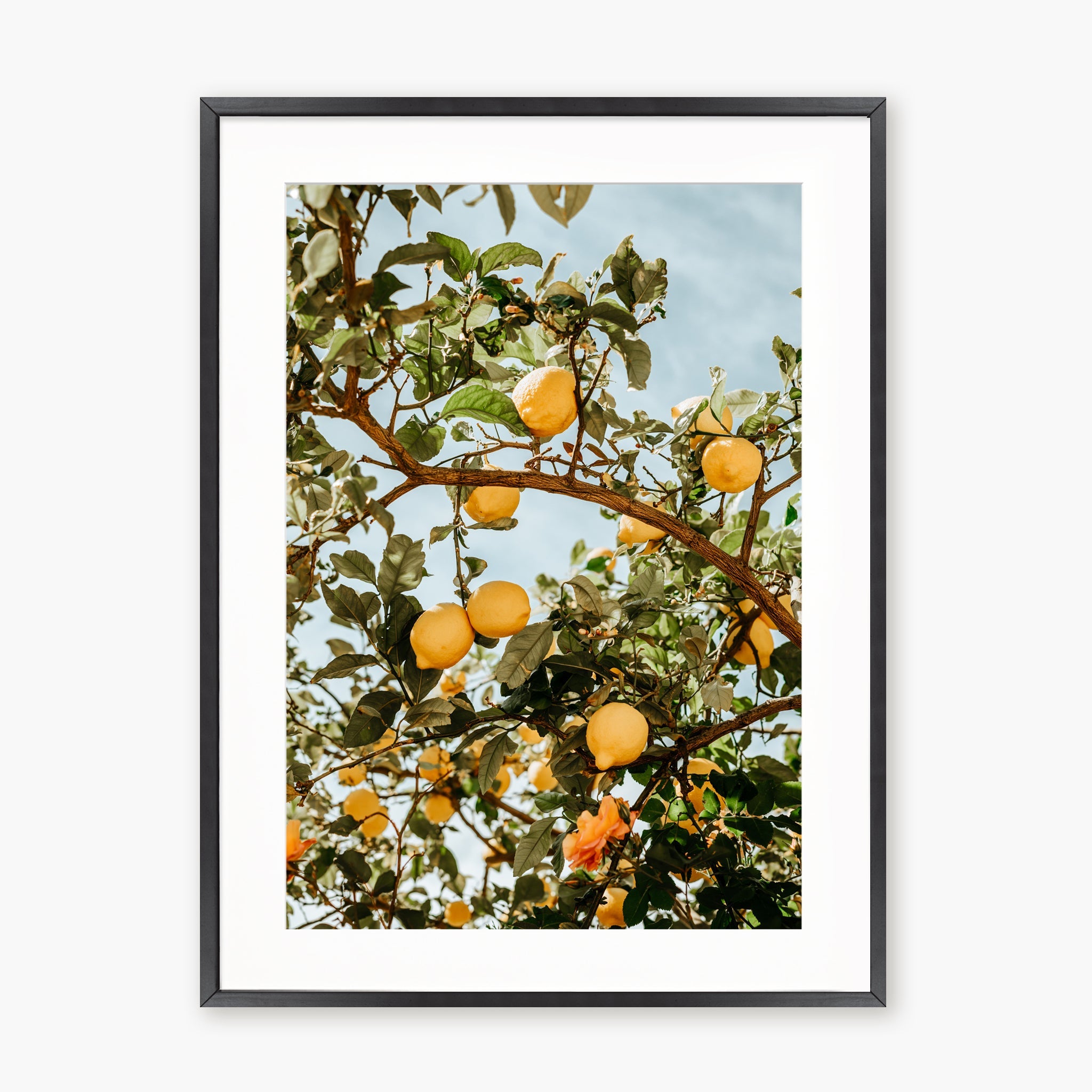 Lemon Tree