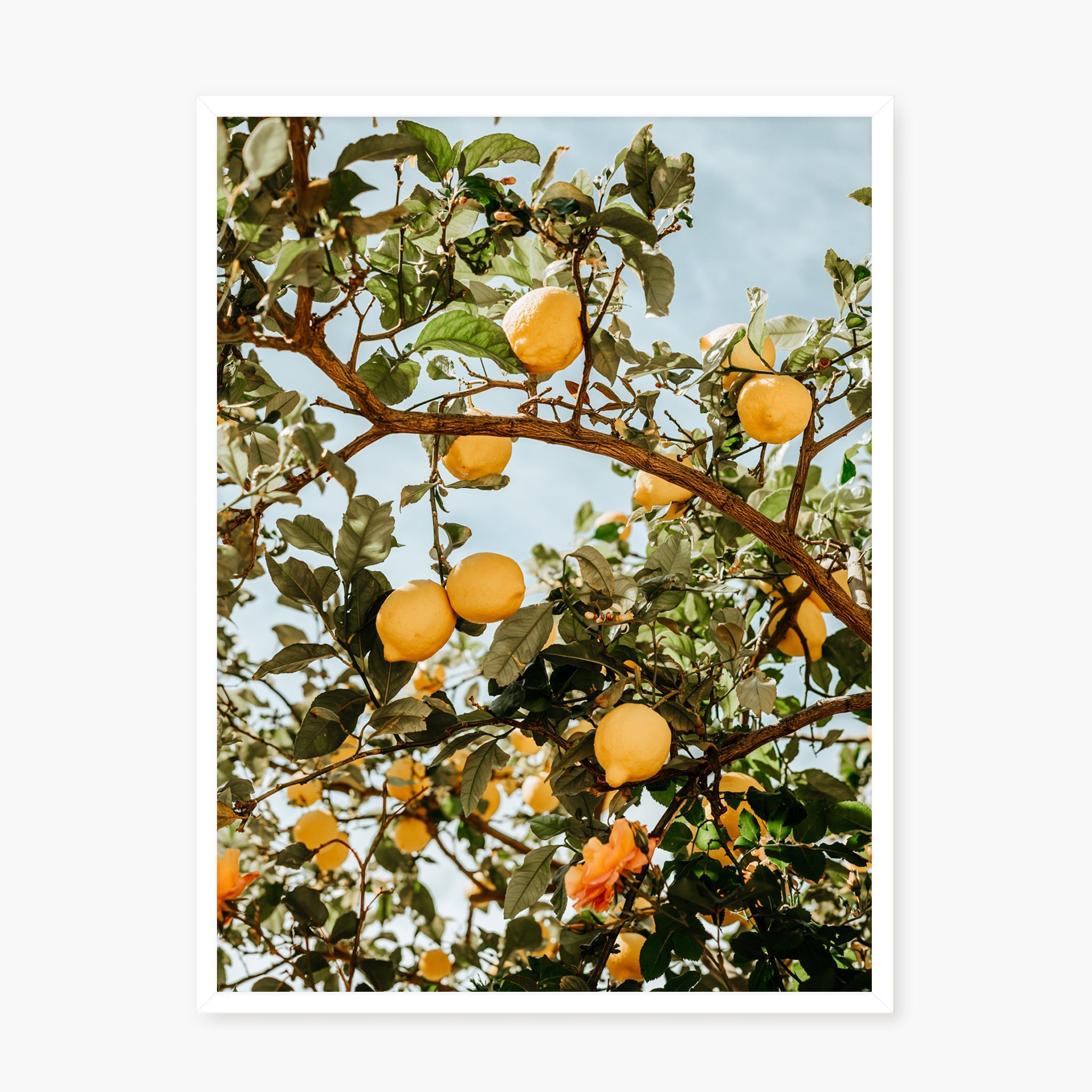 Lemon Tree