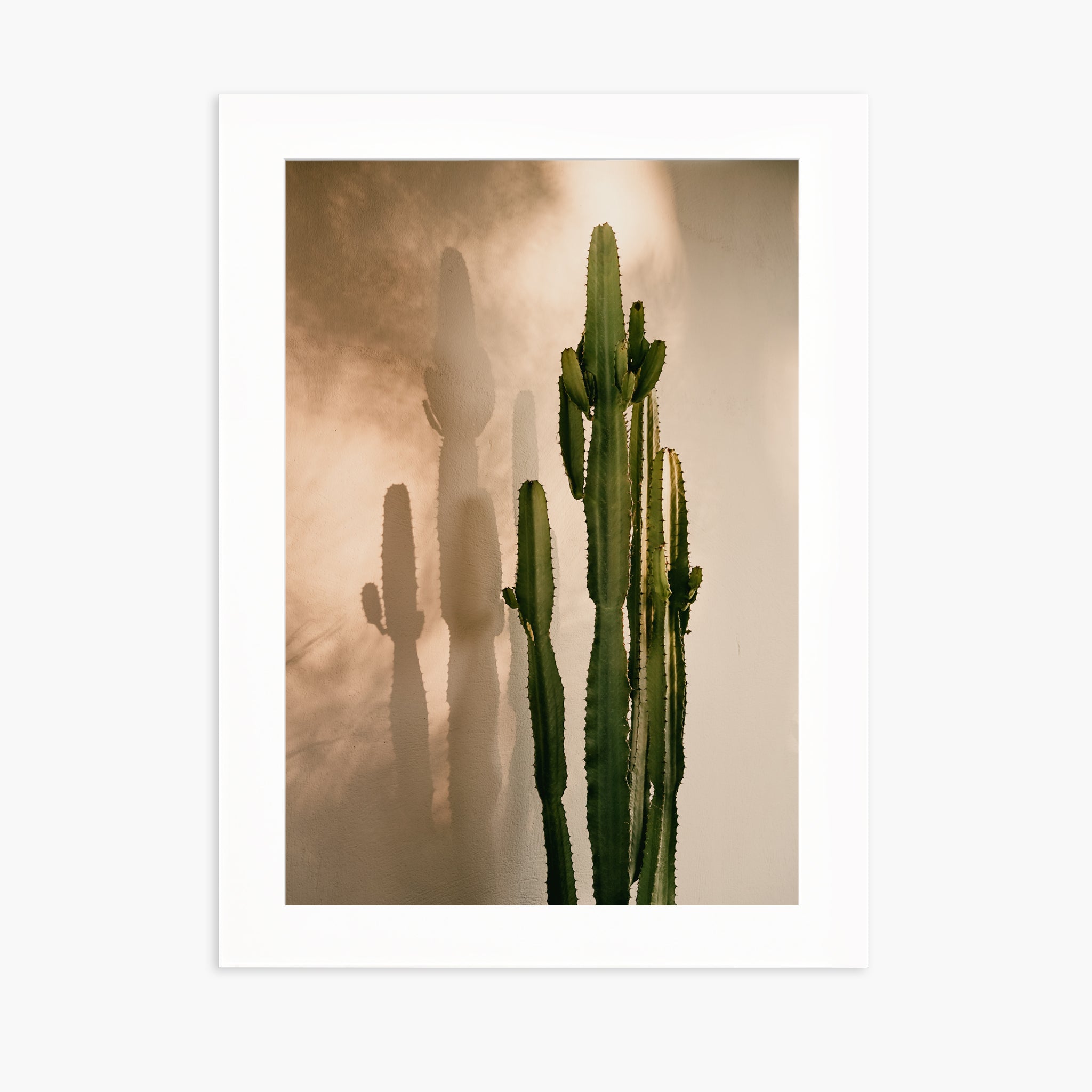 Cactus Shadow