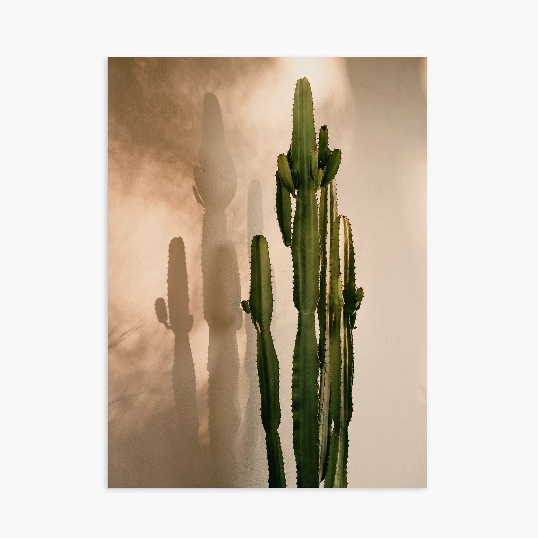 Cactus Shadow