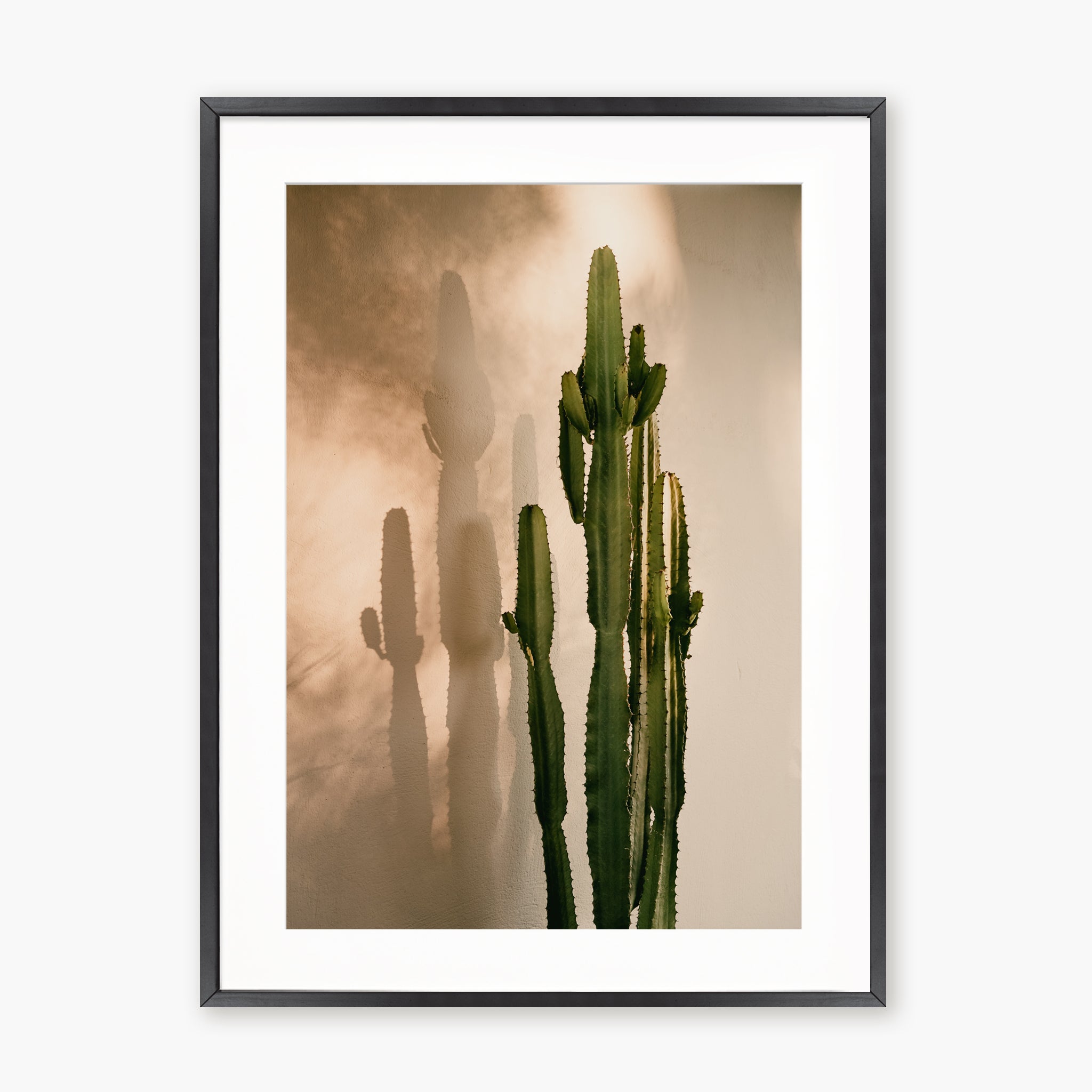 Cactus Shadow