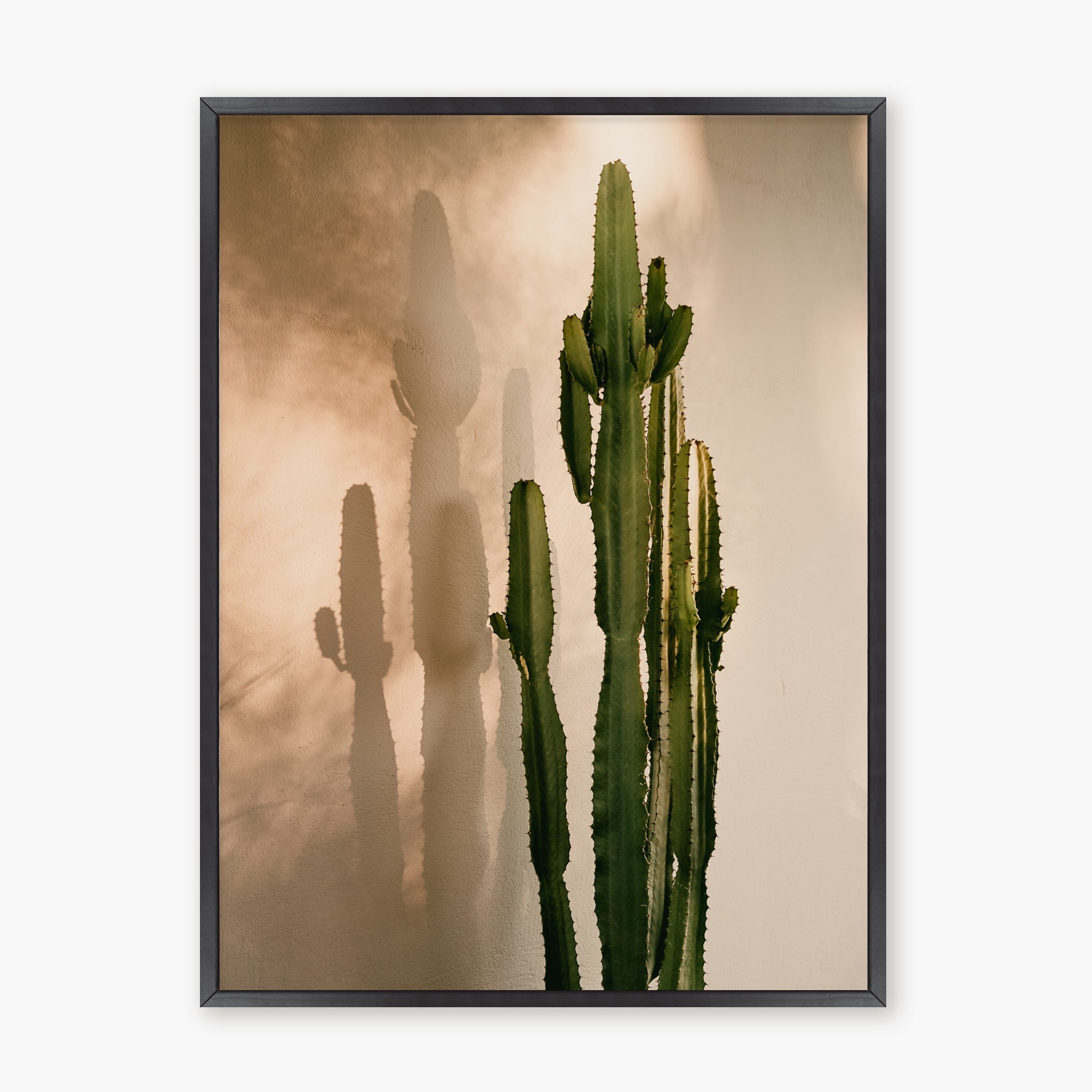 Cactus Shadow
