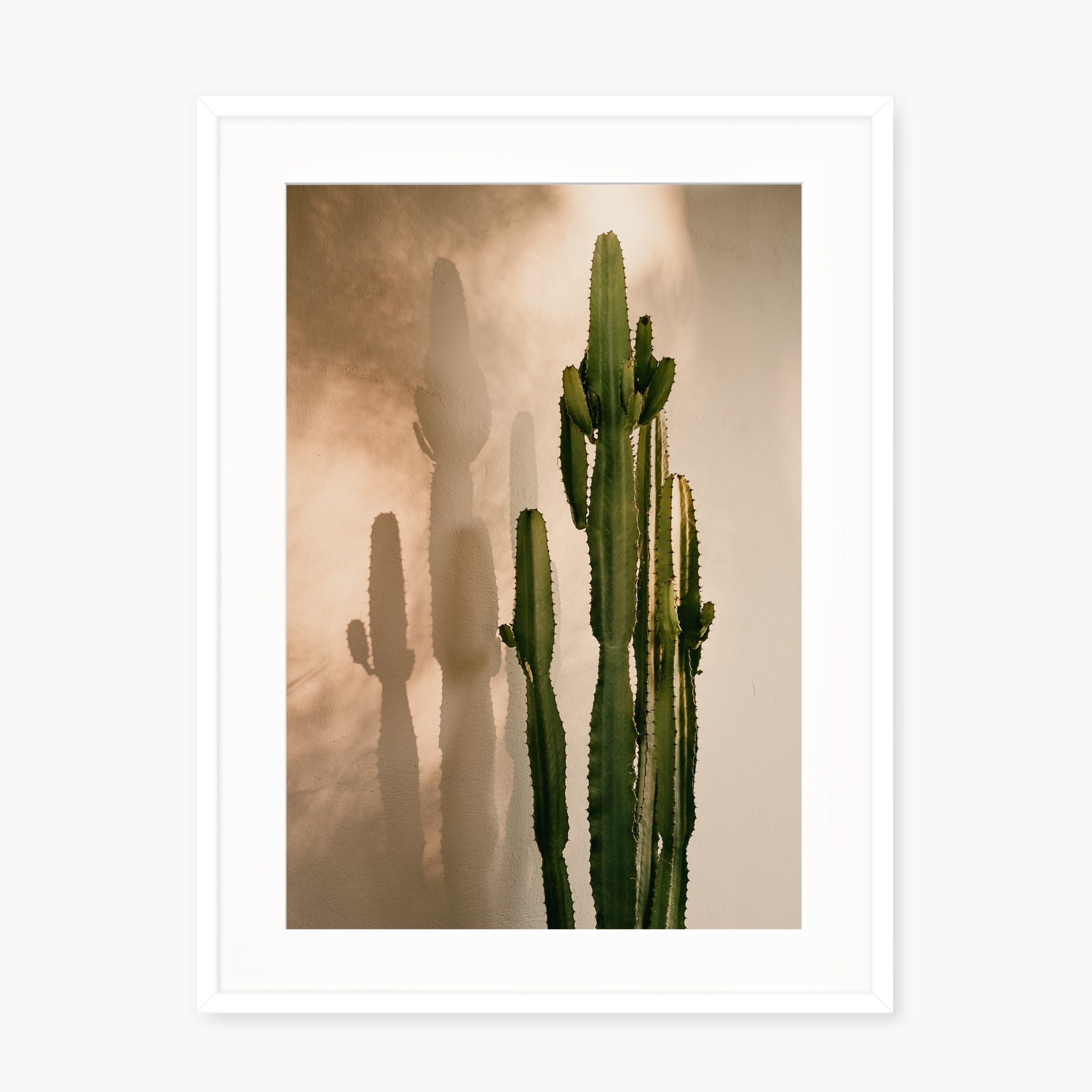 Cactus Shadow