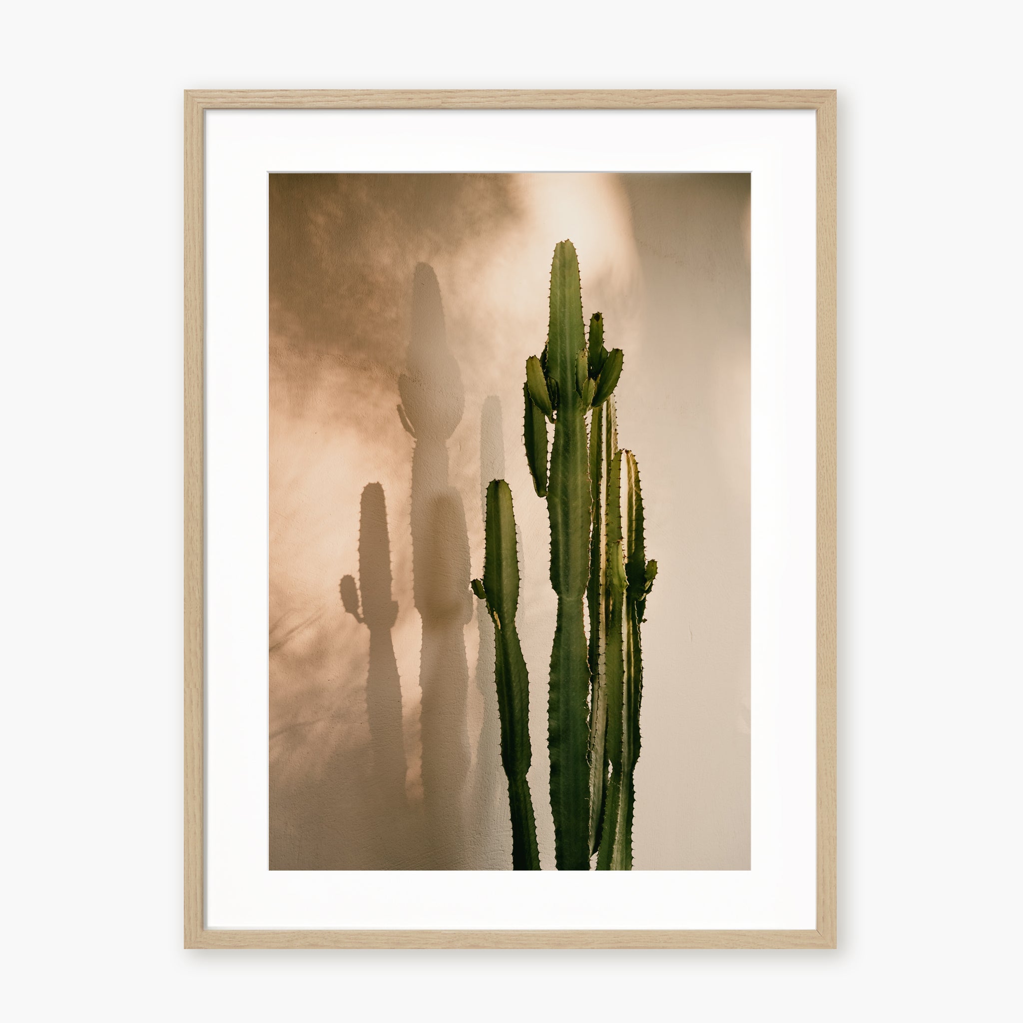 Cactus Shadow