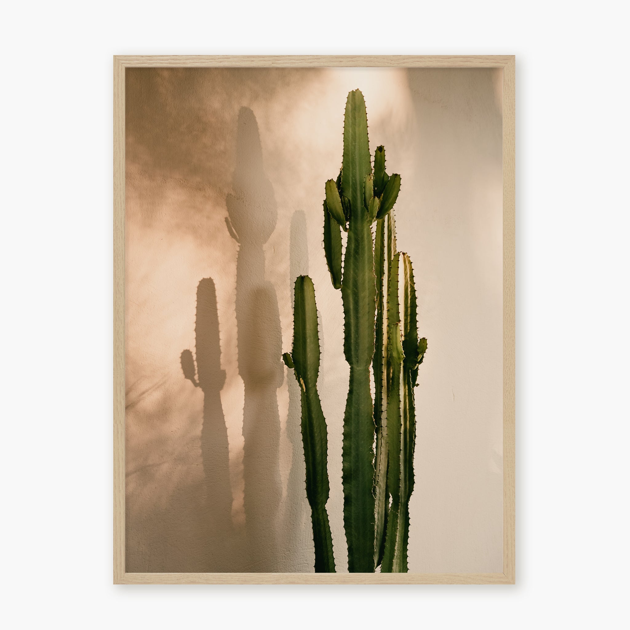 Cactus Shadow
