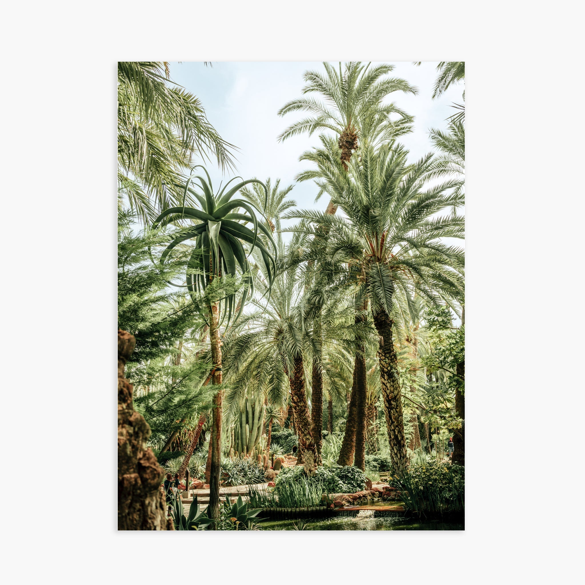 Elche Jungle