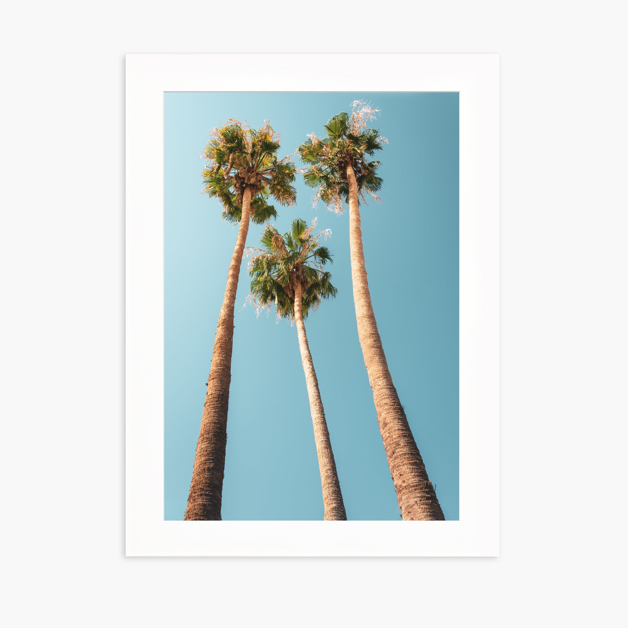 Under the Palms