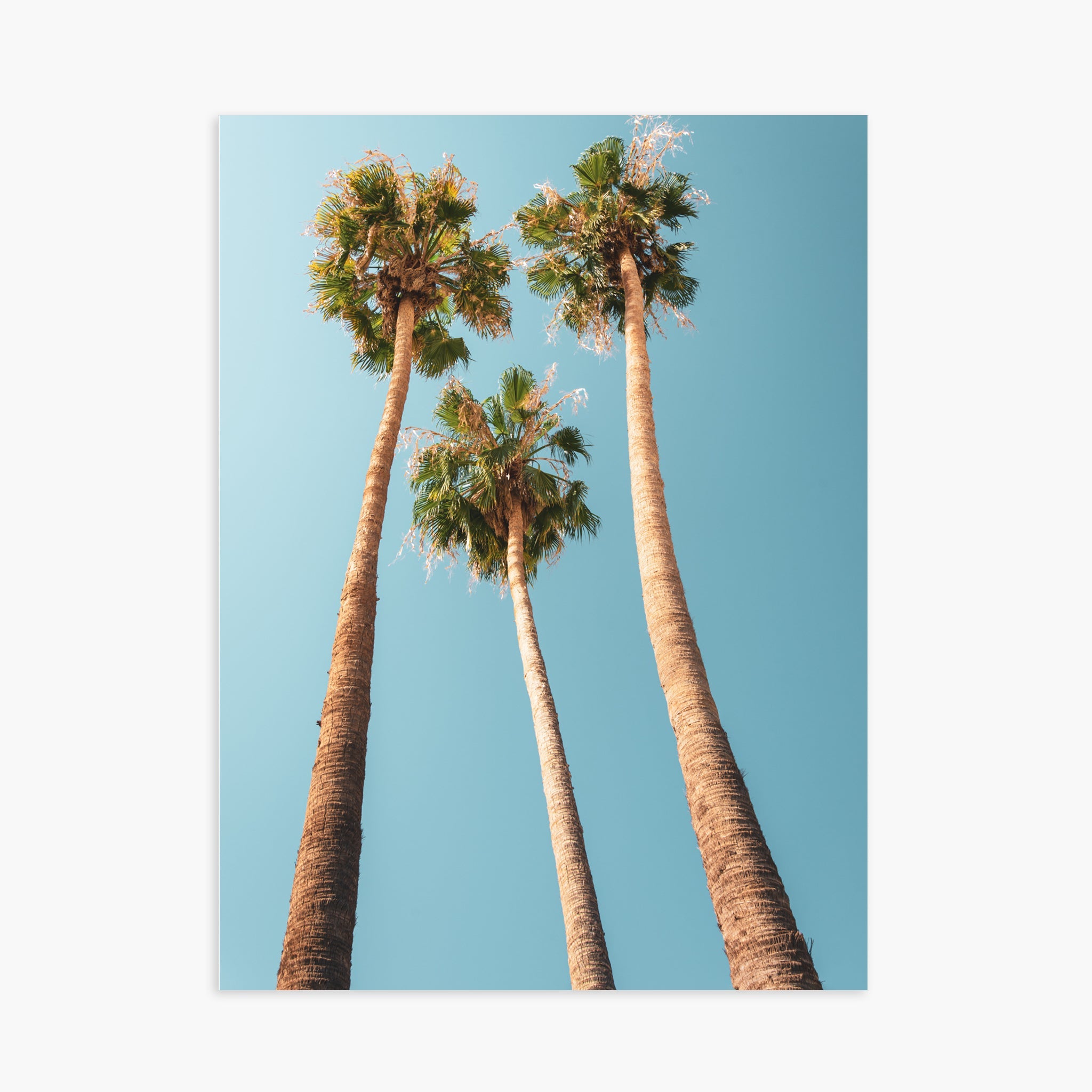 Under the Palms