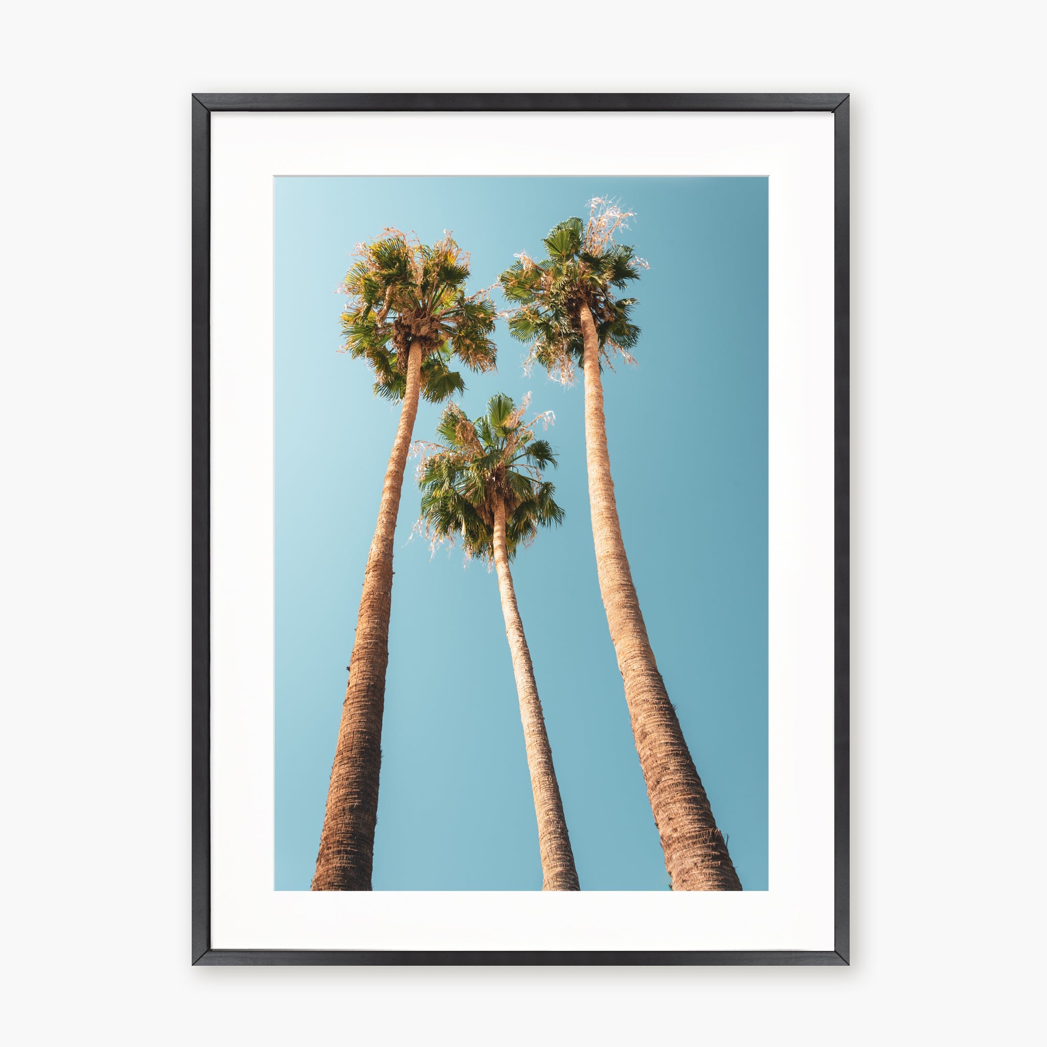 Under the Palms