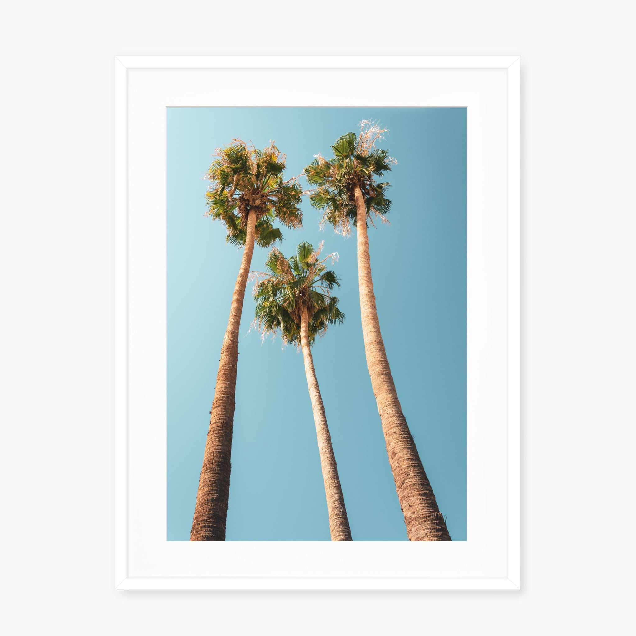 Under the Palms