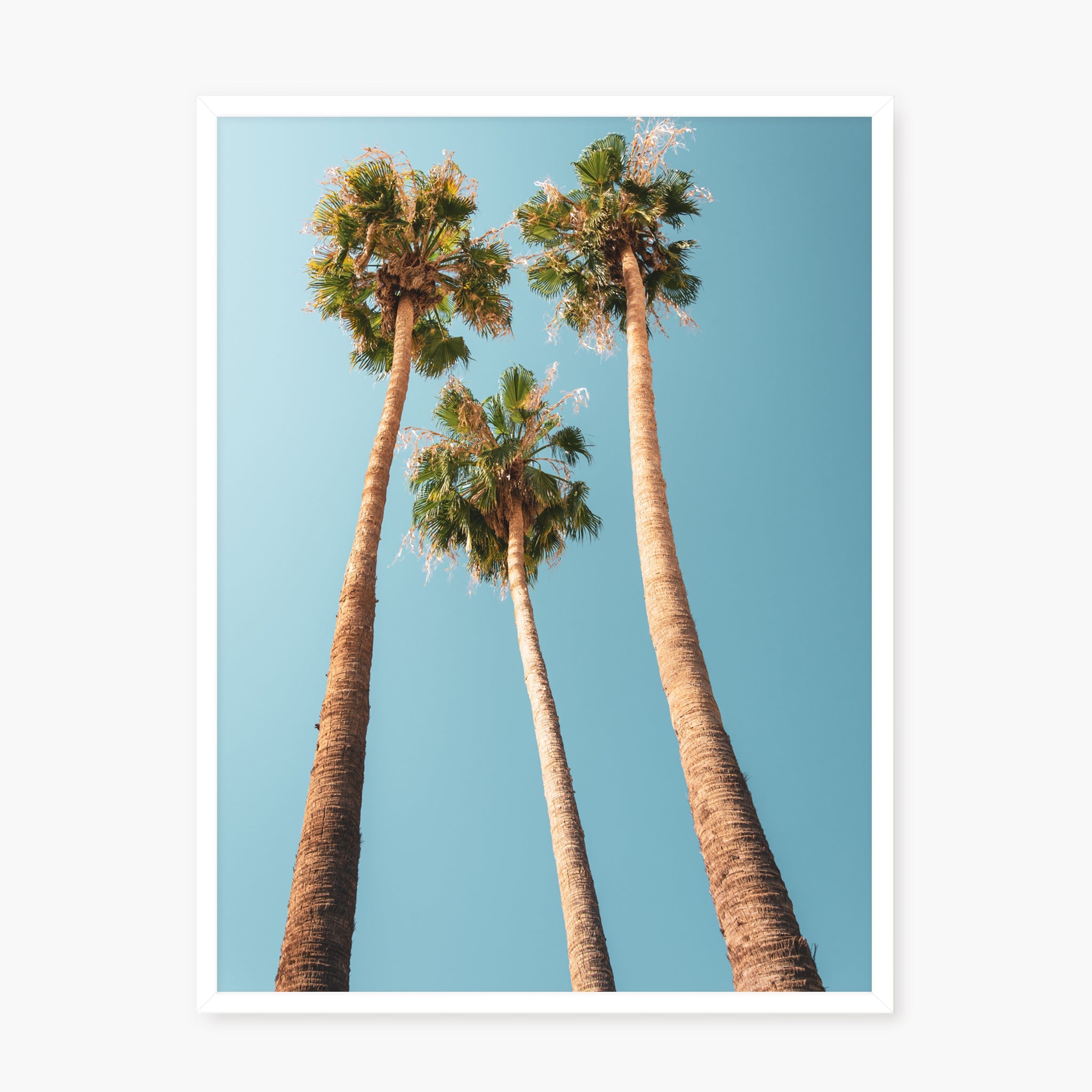 Under the Palms