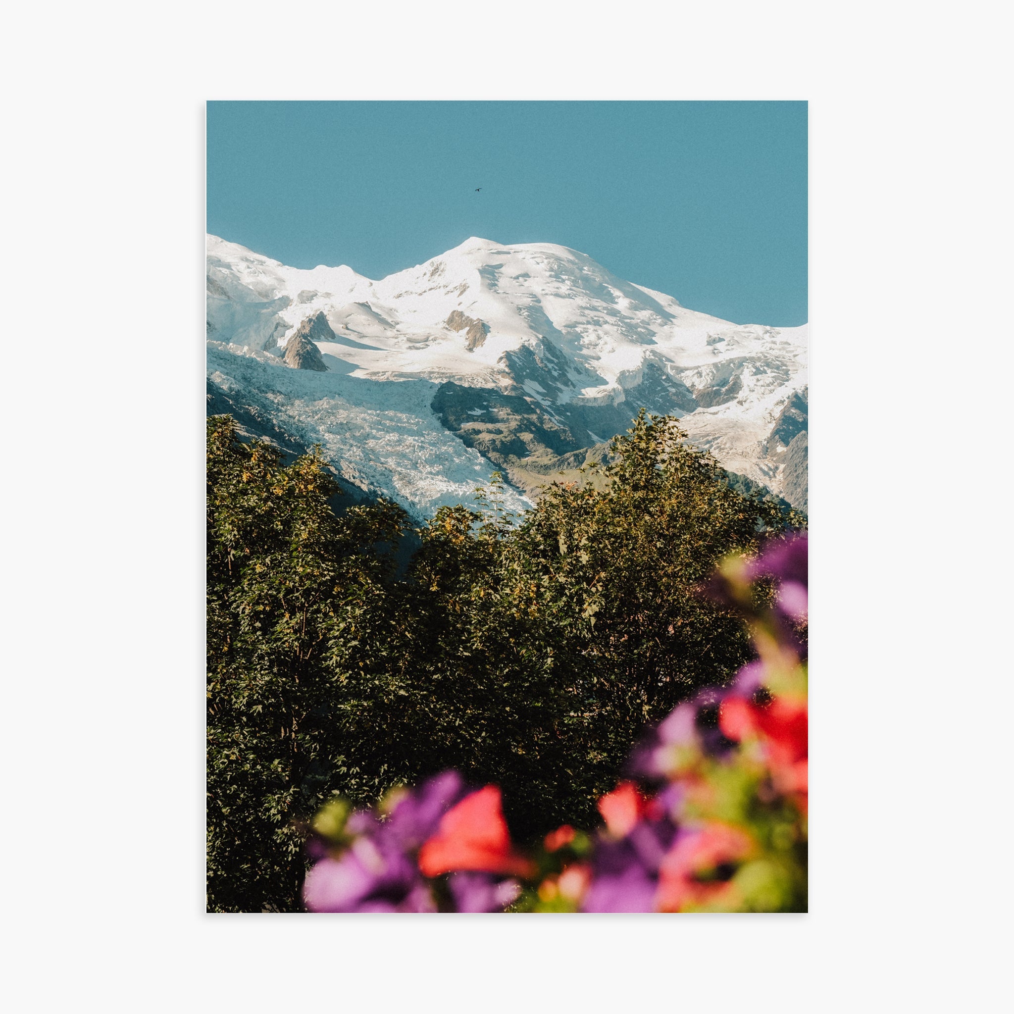 Mont Blanc fleuri