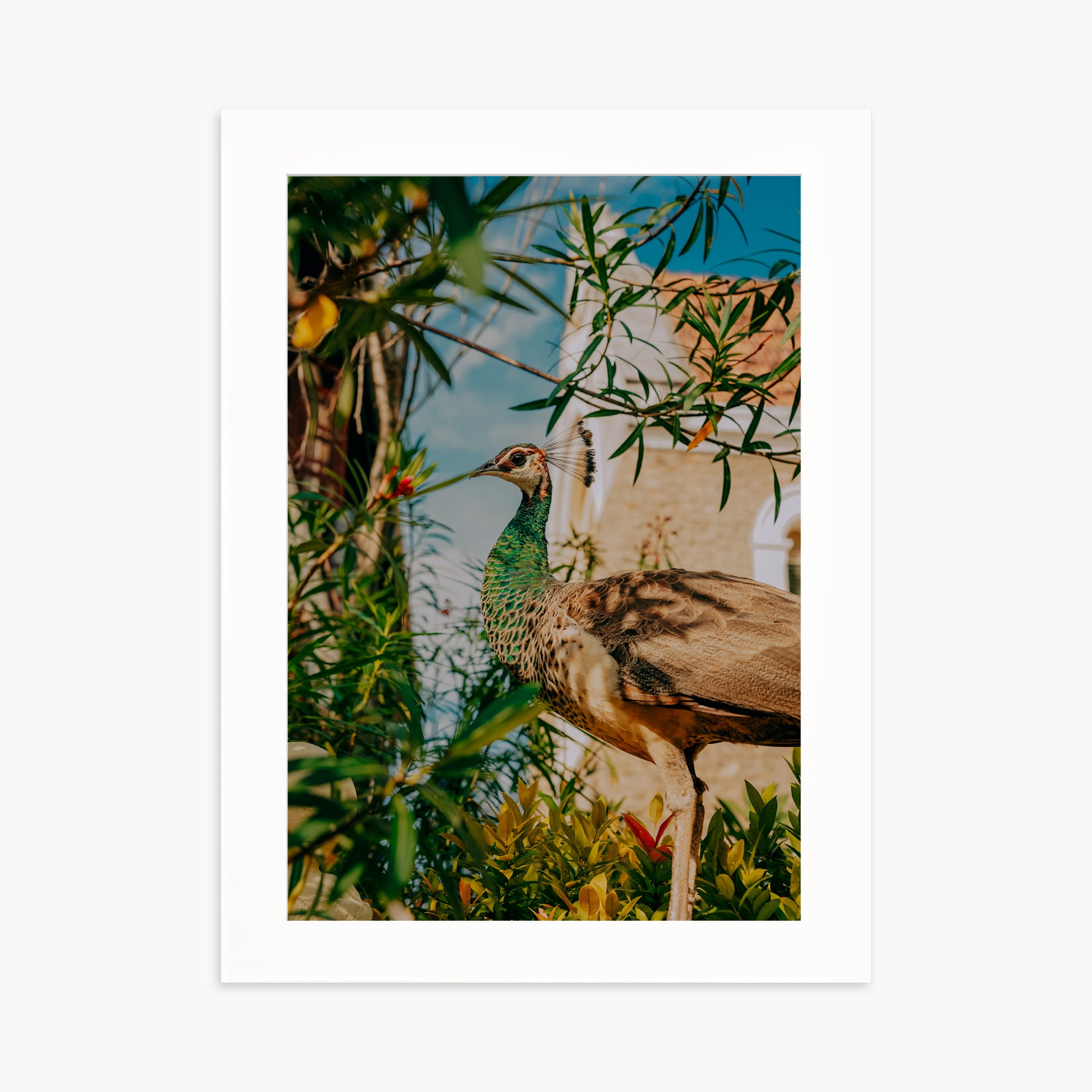 Hidden Peacock