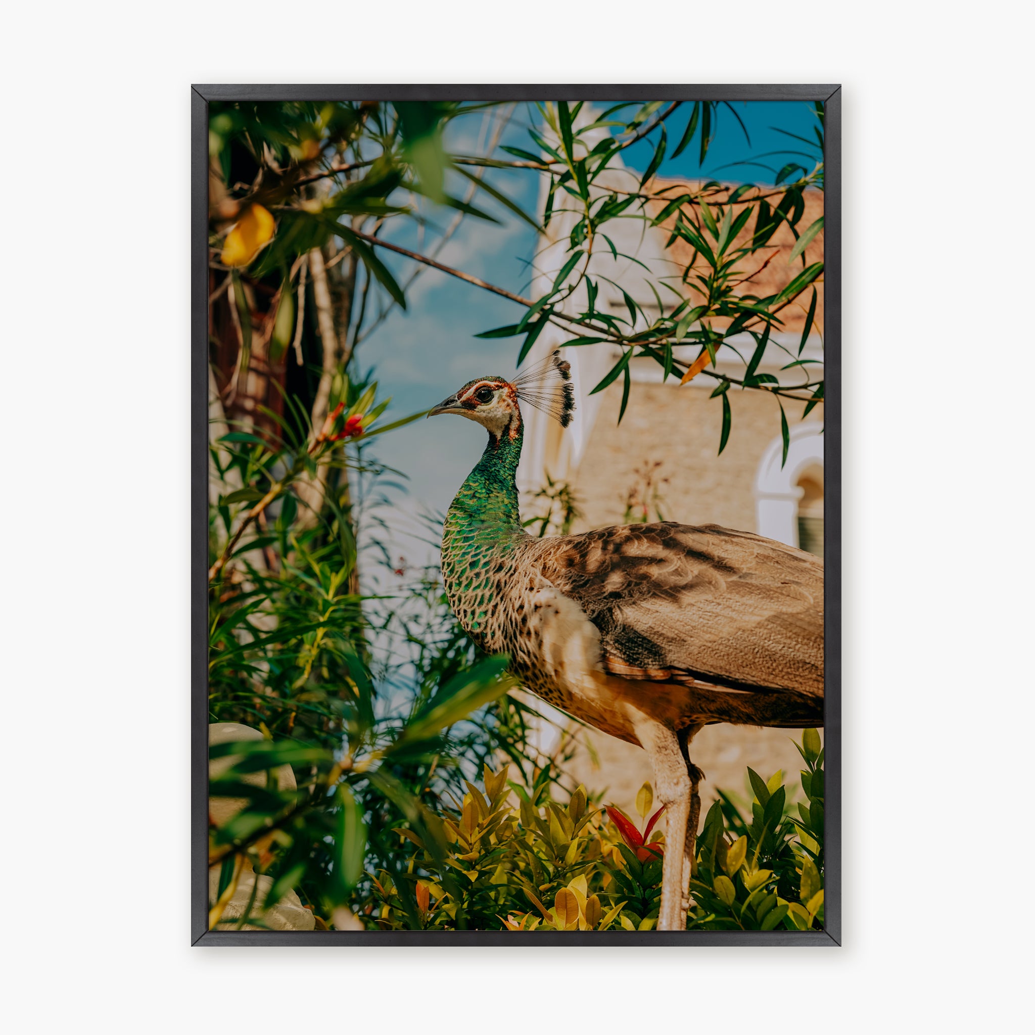 Hidden Peacock