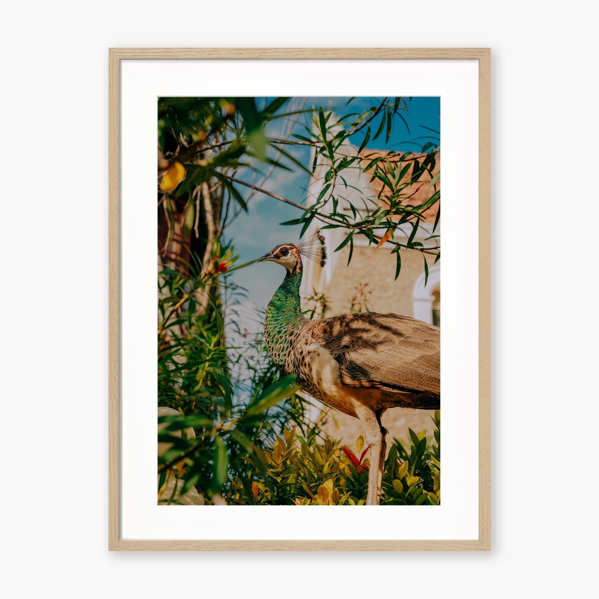 Hidden Peacock