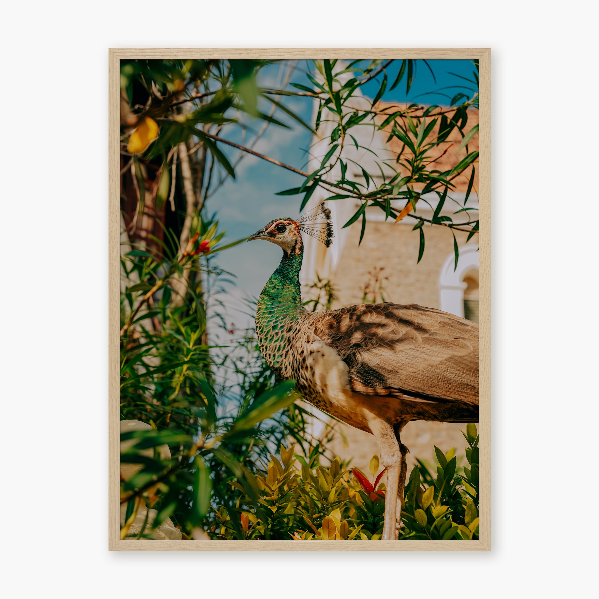 Hidden Peacock